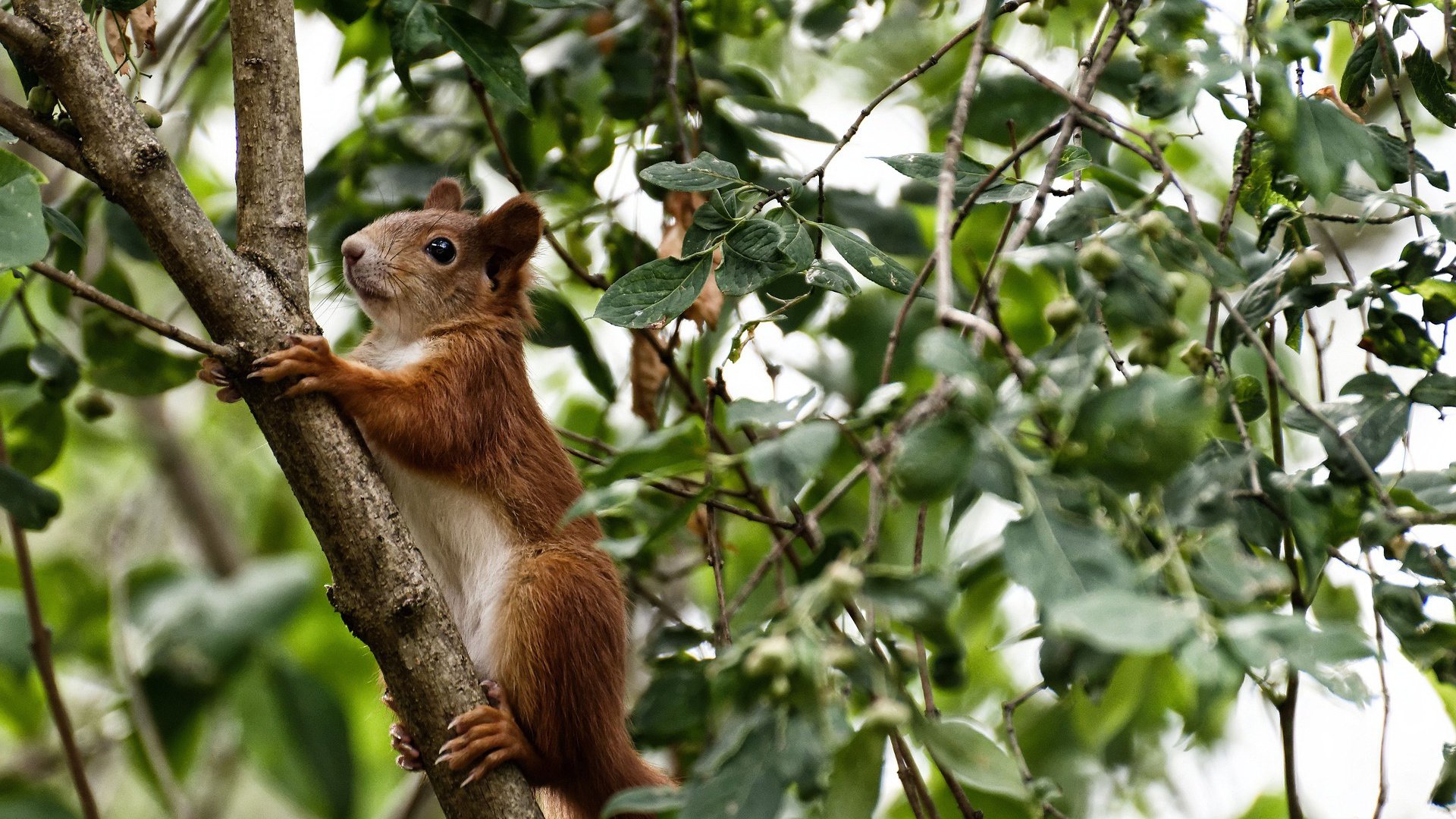《电竞经济新动力：虚拟商品与周边市场火爆》，电竞经济泛娱乐浪潮下的市场风口