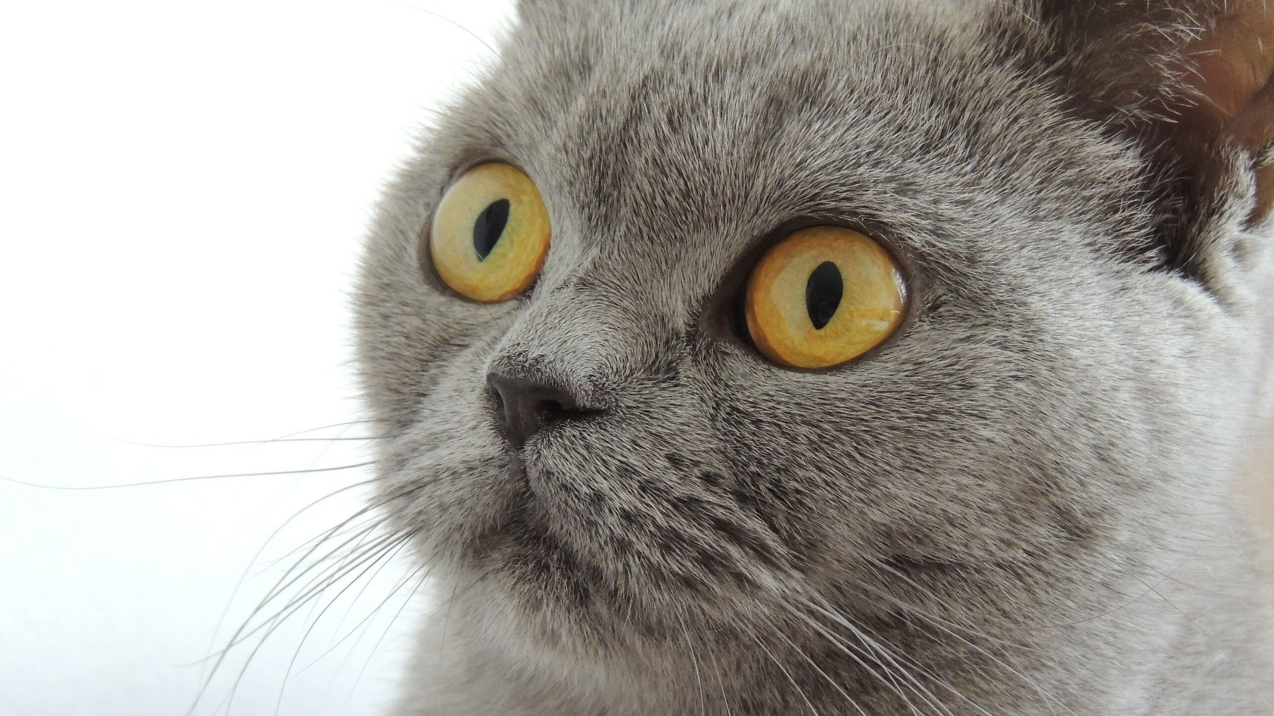 德国羽毛球选手在女子单打比赛中获得第九名，德国羽毛球男单名将