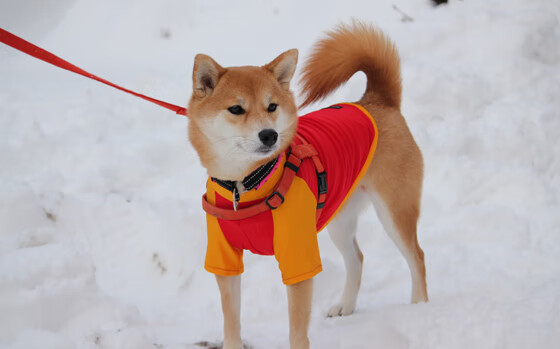 【夺冠秘籍】丁俊晖:攻防结合的极致实践,丁俊晖!